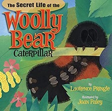 The Secret Life of the Woolly Bear Caterpillar Picture Book Laure