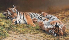 Tiger Cubs AH13-22 Andrew Hutchinson Safari Wildlife Nature Fine Art Print 16x26