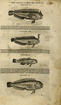 Antiker Druck-Marine Life-Fisch-Karpfen-Thunfisch-Mattioli-S. 219-Anonym-1572
