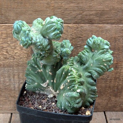 D7236 MYRTILLOCACTUS GEOMETRIZANS CRESTED pot14-H20-W21 cm MaMa Cactus