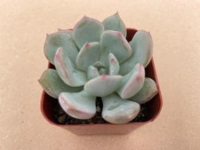 Graptoveria A Grim One Echeveria Live Succulents Plant 2” Fully Rooted