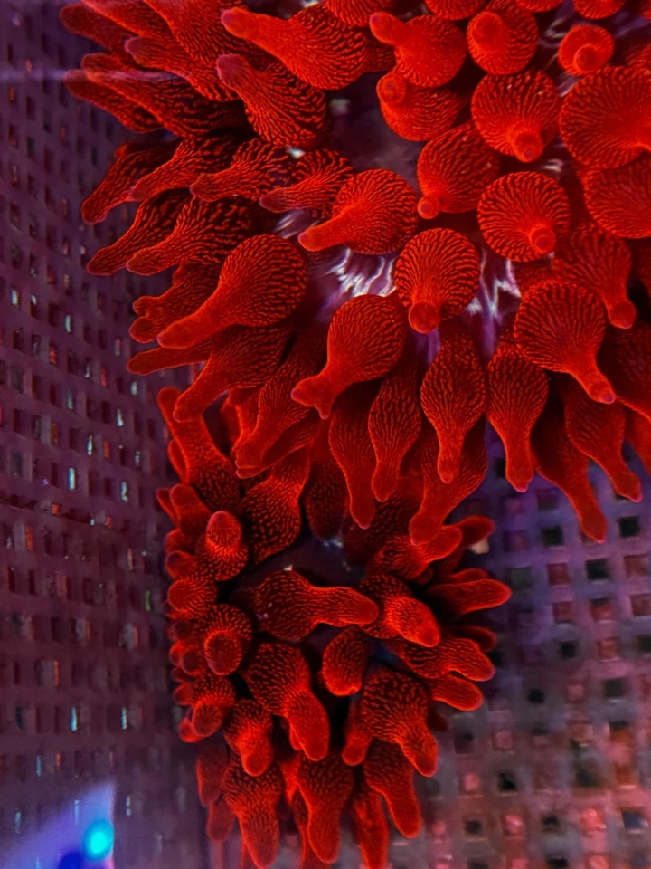 Ponta de bolha Viúva Negra anêmona, BTA, “WYSIWYG” - peixe-palhaço hospedando coral vivo - Imagem 2 de 4