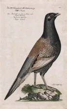VÖGEL - "Ein Bastard von Zamen Haus und Fasan" - kol. Kupferstich um 1750