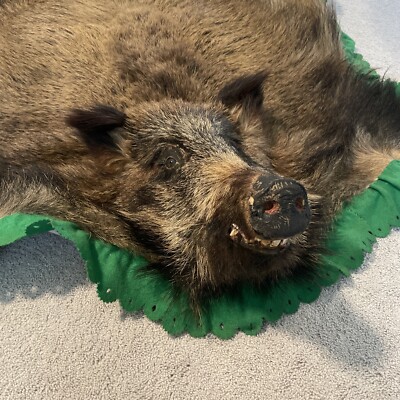 Vintage European Wild Boar - Taxidermy Full Hide Rug Or Wall Mount