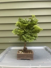 Hinoki False Cypress Bonsai ( Temple leaf) Bonsai Tree Bonsai Pot By Lotus