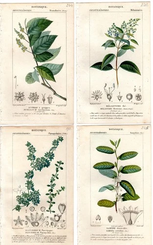 4 Turpin 1816 Antique hand-colored botanical prints:  Ironwood, Nailwort, etc