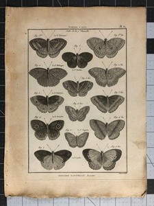 NYMPHS WITH EYES Butterflies Plate 31 1782-1832  Pierre André Latreille