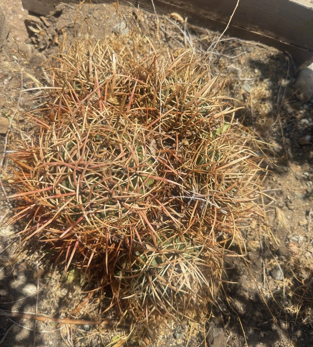 CottonTop Cactus, Echino - polycephalus, Yellow Spines! Rare beautiful cluster!