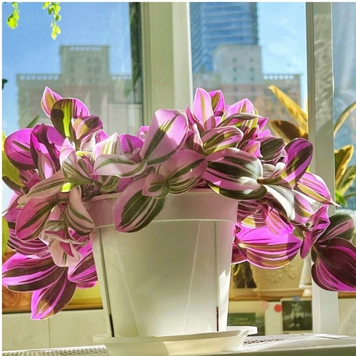 3 Unrooted Tradescantia Nanouk Cuttings 3”-4” Rare Pink Wandering Jew Houseplant