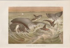 Nordwal und Schwertwale Orcas Orca CHROMOLITHOGRFIE v. 1890 Orcinus killer whale