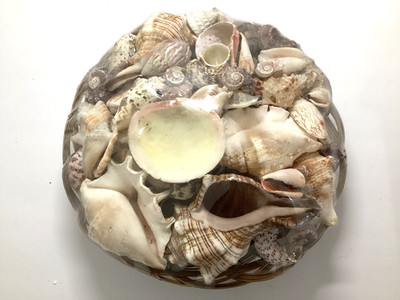 NEW SEASHELL BASKET FULL OF VARIOUS TYPES OF SHELLS 5.5lbs CONCH SPIDER & MORE