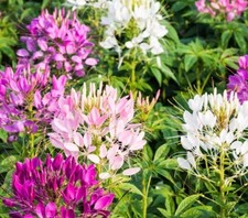 400 Spider Plant Cleome Seeds Fresh Seeds Free Shipping