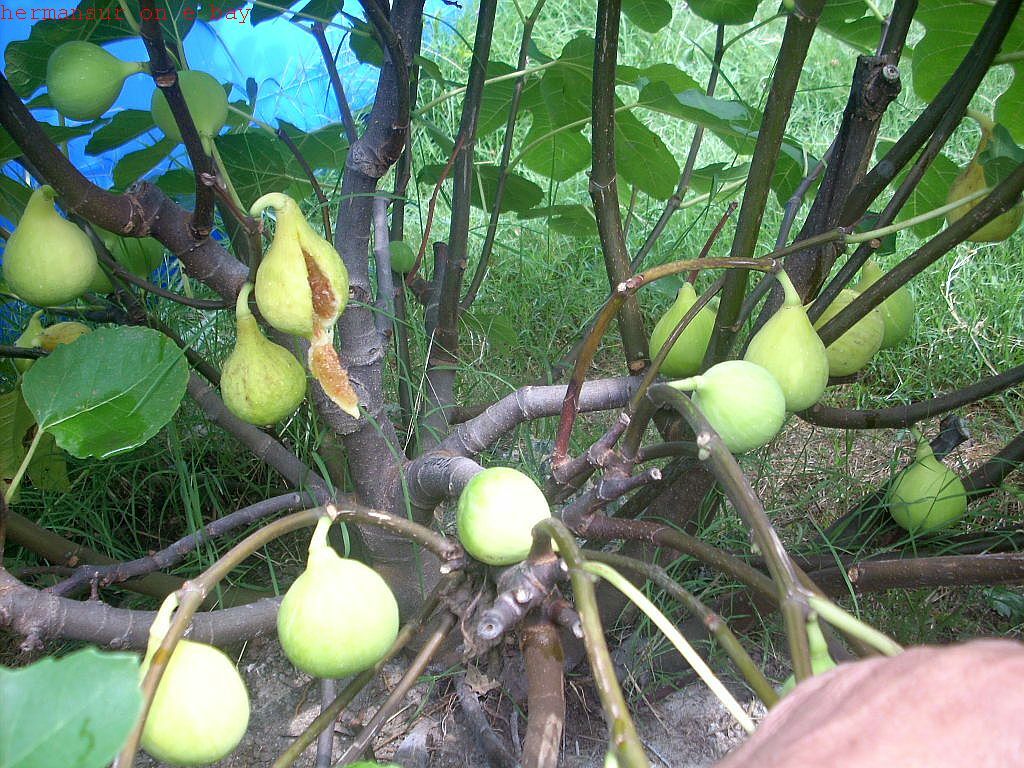 Fig tree cuttings , Atreano ,Large yellow, delicious Two crops, 6 pcs set, $30 !