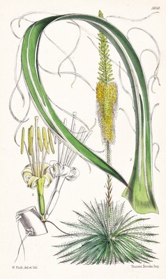 Agave Schidigera Mexico Blume Botanik flower botany lithograph Curtis 5641
