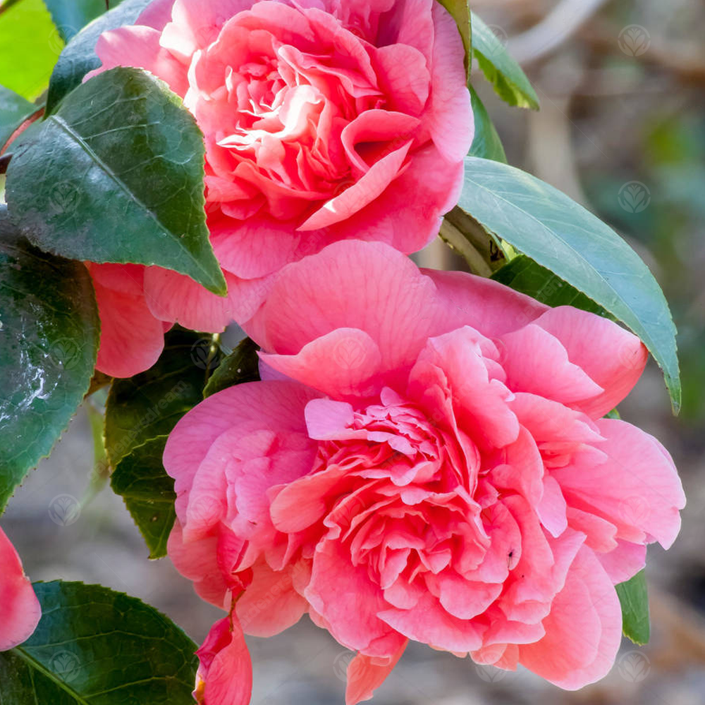 Camellia japonica 'Triumphans' Evergreen Shrub Pink Garden Plant