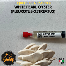 Cultura Liquida Fungo Ostrica Bianco  Pleurotus ostreatus  Micelio Professionale