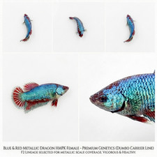 Live Betta Fish Female - Blue Red Dragon HMPK Dumbo Carrier - USA Seller