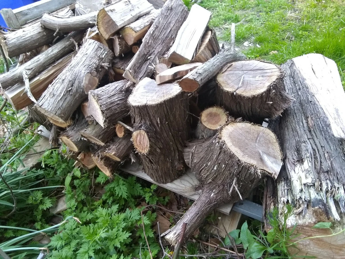 Cedar Fire Wood Pile Point pleasant NJ Seaside NJ Toms river Brick NJ  Bayville | eBay