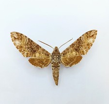 Entomology Taxidermy : Sphingidae Manduca Ssp. A1