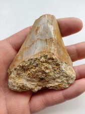 Dente di Megalodonte 7 x 6,5 cm- Fossile Squalo - Miocene - Indonesia (F93)