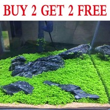 Aquarium Plant Seeds Fish Tank Aquatic Water Grass Foreground Easy Plants/Decor