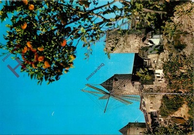 AK> Mallorca, Palma, Molinos De El Jonquet, Orangen wachsen, Windmühle