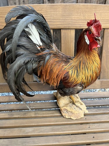 Gorgeous Vintage Rooster Standing Trophy Taxidermy Mount