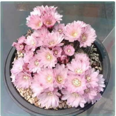3cm Cactus Succulent Plant Gymnocalycium bruchii beautiful Flowering Plant