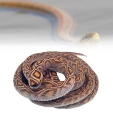 70cm Large Fake Snake Realistic Lifelike Python Rubber Scary Prank Halloween UK