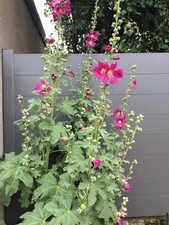 50 graines de roses trémières ROSE Pink BIO