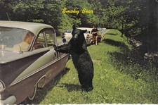 Postcard Smoky Bear Smoky Mountains Tennessee [ Black Bear ] My Ref MDA9