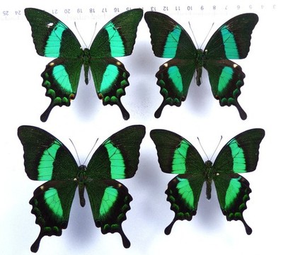 Set 4 x Papilio daedalus