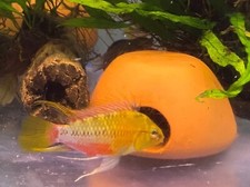 Apistogramma Hongsloi RED GOLD MALE only - USA Captive Bred Dwarf Cichlids