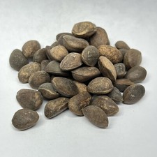 Paquete de semillas de bonsái de pino blanco chino Pinus Armandii