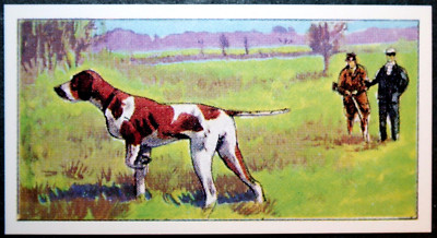 POINTER  Working Gun Dog  Vintage  Illustrated Card  KE25MS