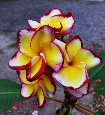 New! 2025 Plumeria / Frangipani/ Seeds/Flowers/''Valentine''/ 100 Seeds Rare!