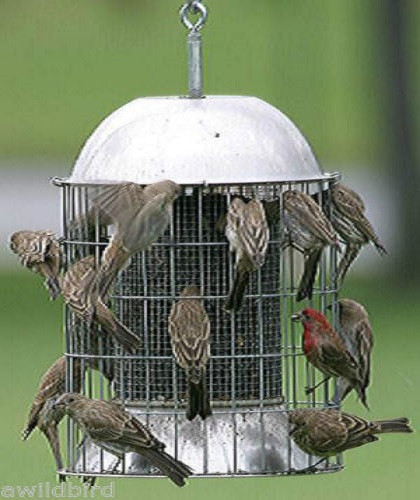 Bird Feeder Duncraft Champion Squirrel Blocker Platform For Sale