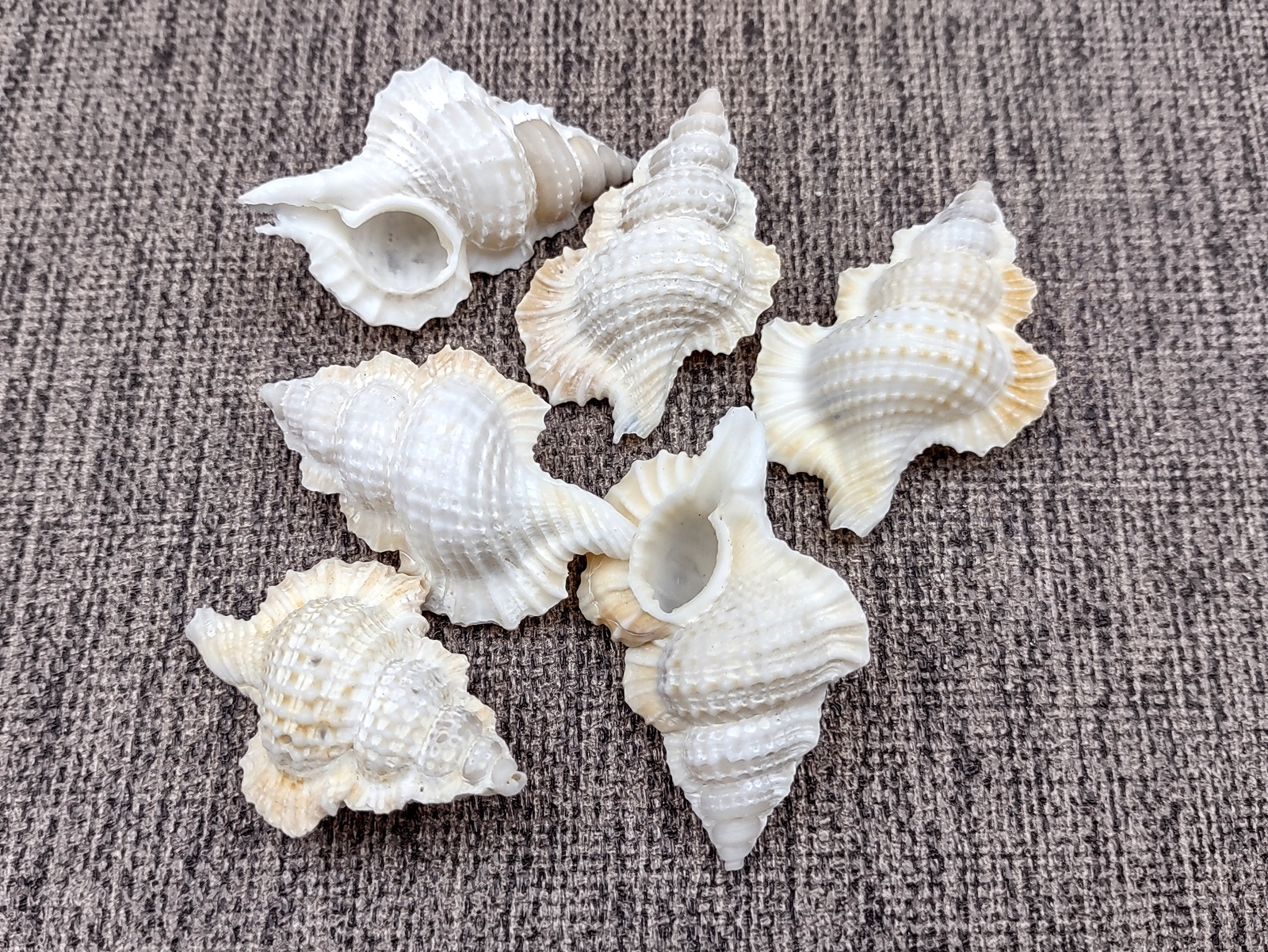 Maple Leaf Frog Seashells Creamy White (6 shells approx. 1+ inches)