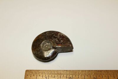 Ammonite Fossil Madagascar 2 1/4'' Polished AM1