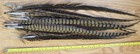 Dozen Pheasant Tails-- Fly Tying Hats Floral Arrangement Crafts — photo 2