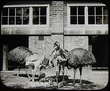 Glass Magic Lantern Slide GROUP OF EMUS AND RHEAS C1900 VICTORIAN ZOO PHOTO