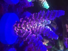 sps combination package