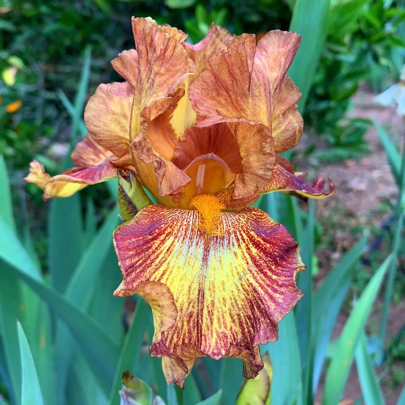 Tall Bearded Iris Rhizome "LIGHTNING STREAK"  James Gibson  1992
