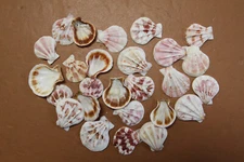 20 - PLICATES Seashells, Multi-Color Shells, Upscale Shell Craft Project, SS-488