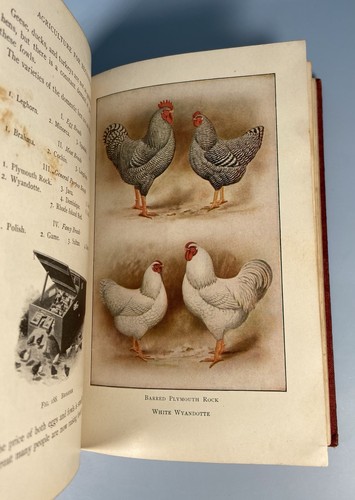 Agriculture for Beginners by Charles William Burkett 1904 Hardcover Antique Book - Picture 9 of 10
