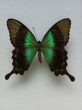 Entomologie papilionidae papilio Peranthus Intermedius Femelle 