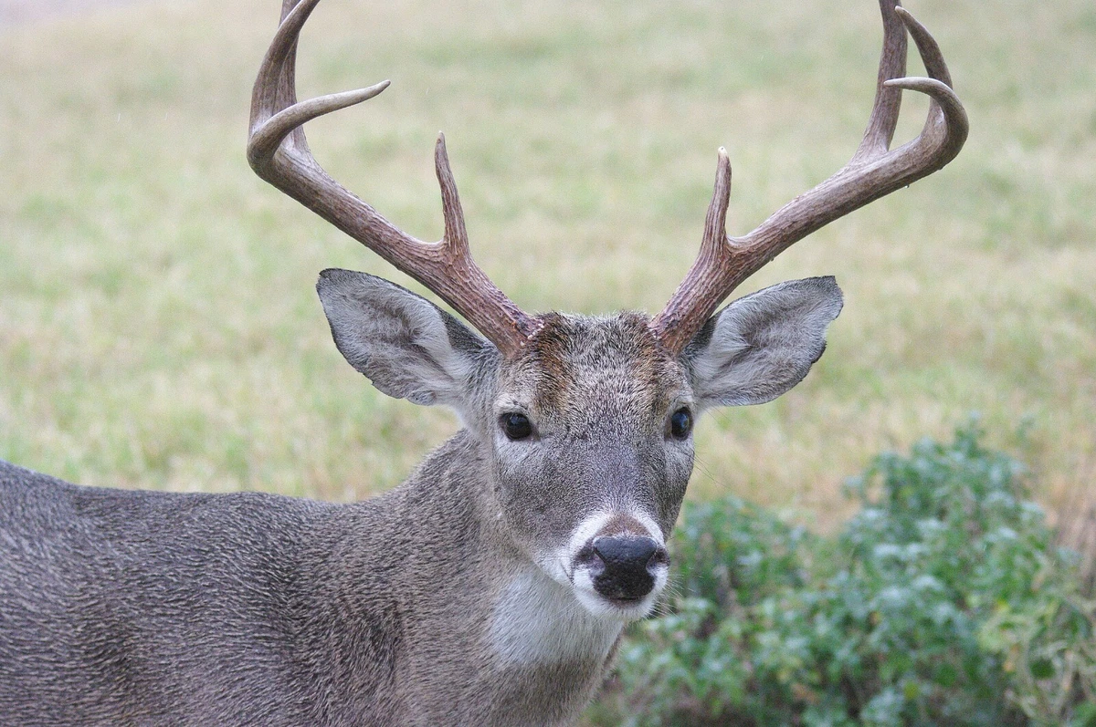 Big nose shop deer cat earrings
