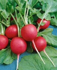 700+ CRIMSON GIANT RADISH SEEDS. FRESH FOR GARDENS