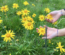 Arnica Bruisewort Organic Medicinal Herb Mountain Arnica montana - 30 Seeds