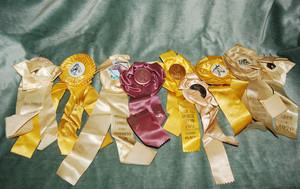 Lot of 9 Vintage 1970's Horse Show Ribbons from Maine Beige Yellow Purple